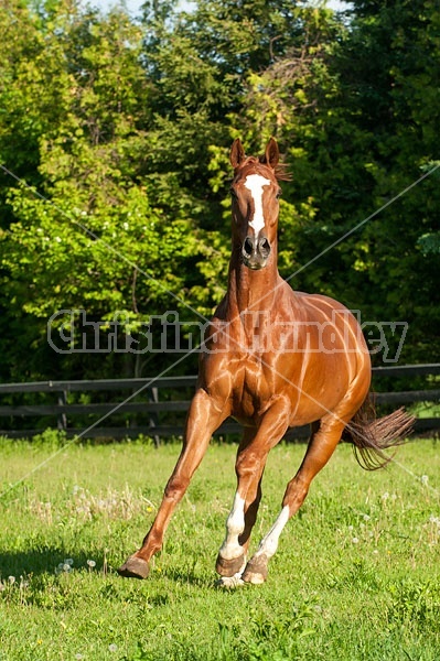 Thoroughbred horse running around paddock