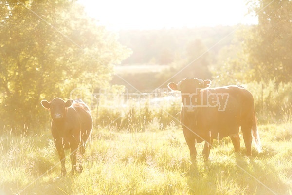 Beef cow and calf standing in pasture field