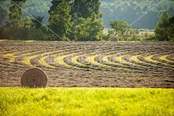 Photo of hay field with round bales of hay and rows of unbaled hay