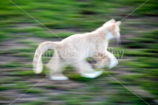 Orange kitten running and playing outside. Motion blur. 