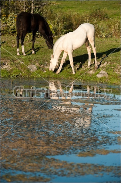 Rocky Mountain Horse