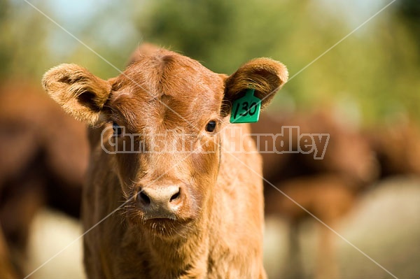 Young Beef Calf