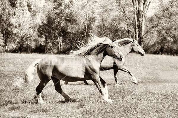 Two horses galloping in field. Converted to sepia tone
