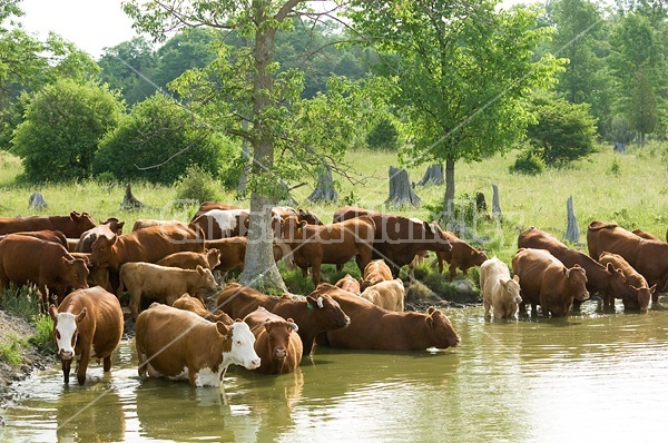 Beef cattle drinking from a farm pond. 