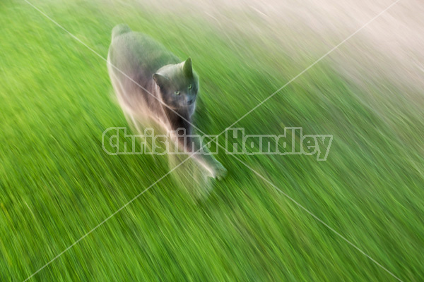 Gray cat walking in grass