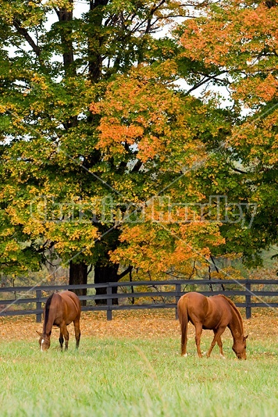 Two horses grazing on autumn pasture