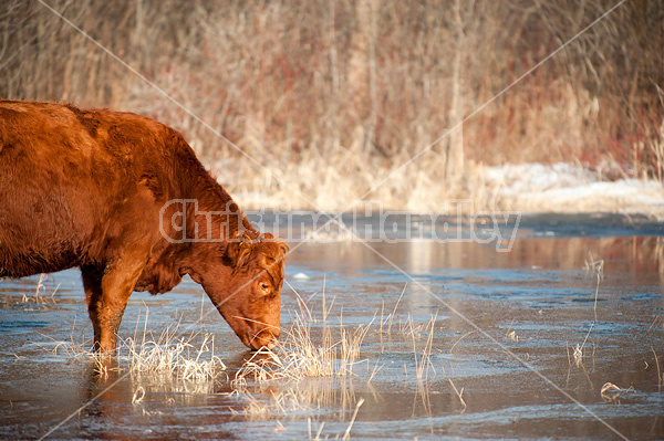 Beef cow drinking out of pond