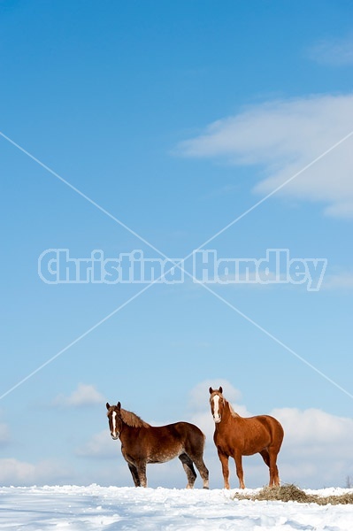 Belgian draft horses photographed against a blue sky