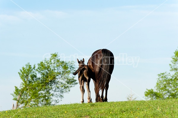 Young Rocky Mountain Horse foal and mare.