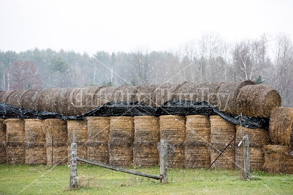 Round bales of hay piled and stored for winter feeding