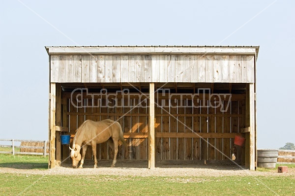 Palomino Quarter horse