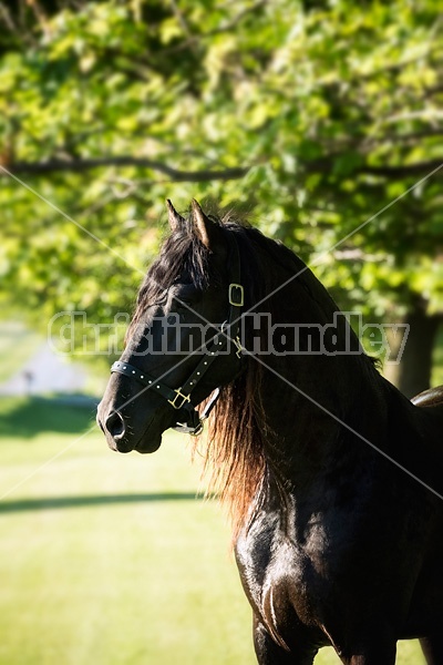 Friesian stallion