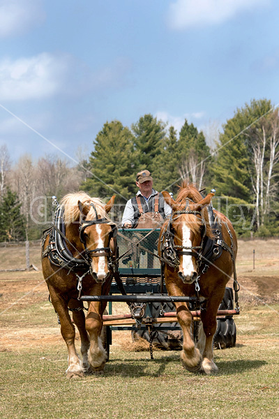 Team of Belgian draft horses hitched to a forecart