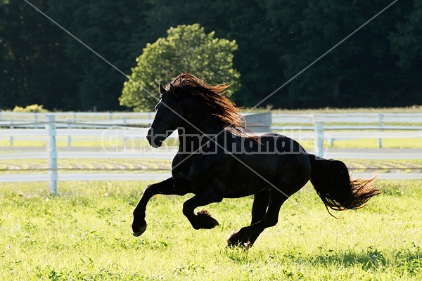 Friesian stallion