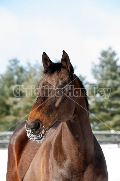 Portrait of a bay horse outside in the snow