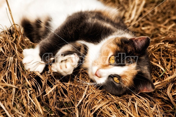 Calico barn cat playing outside