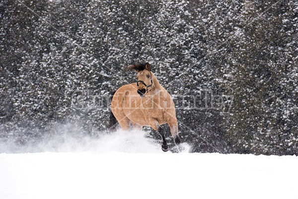 Single buckskin horse trotting through deep snow