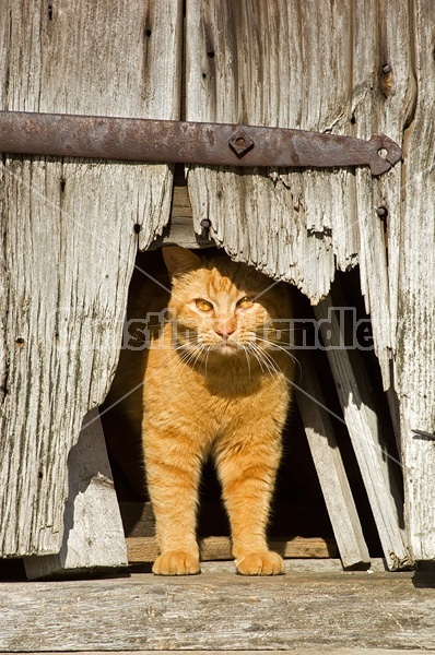 Orange barn cat peeking out the cat hole in the barn door.