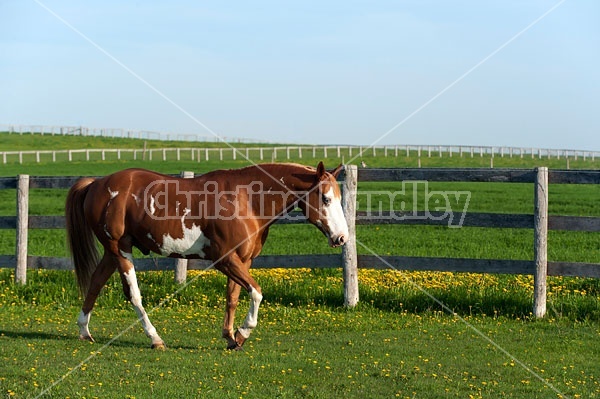 Paint quarter horse