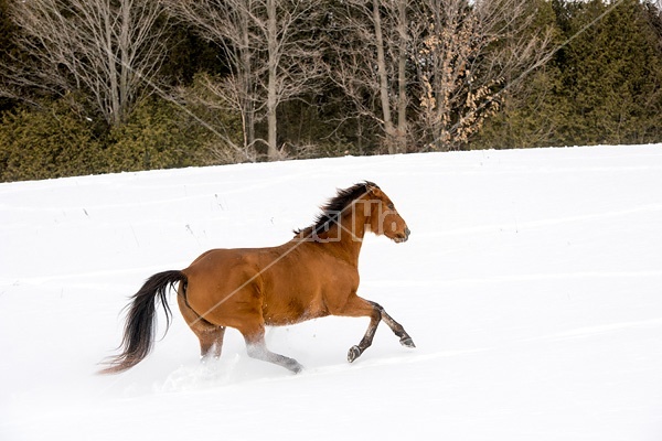 Single horse galloping through deep snow