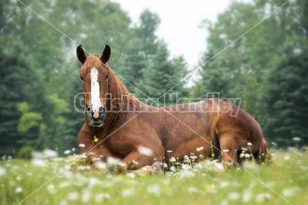 Belgian draft horse laying down in daisies