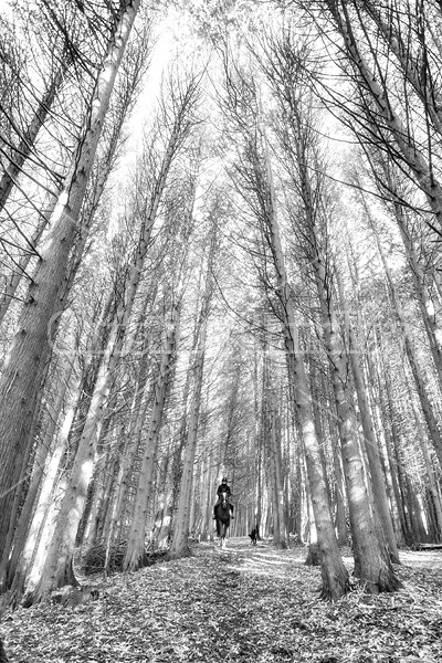 Woman horseback riding in cedar forest