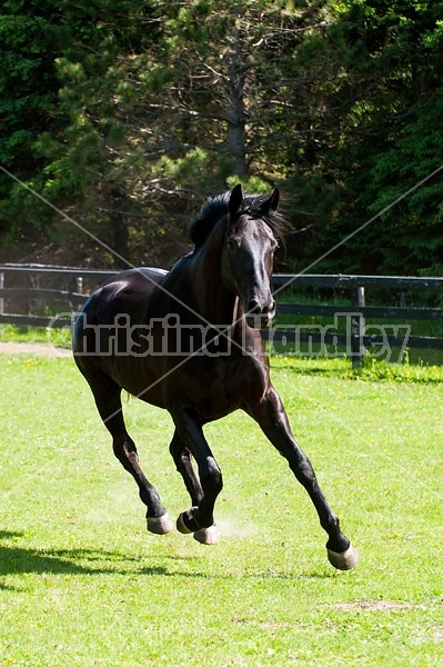 Hanoverian horse gelding