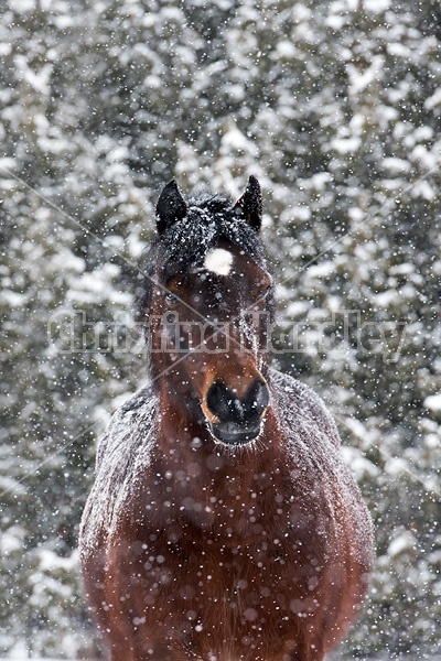 Portrait of Welsh Cob in heavy snowfall