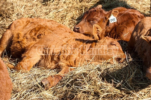 Young beef calves sleeping in the sun