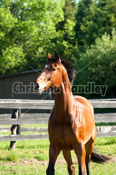 Dutch Warmblood Thoroughbred cross gelding