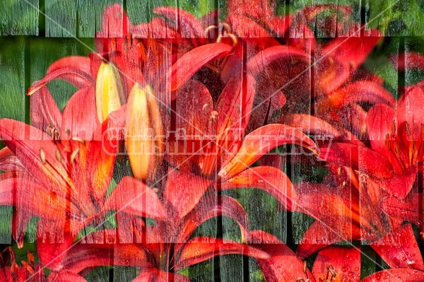Multiple exposure of red lillies on wooden shingle wall