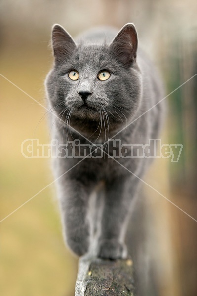 Gray barn cat walking on top rail of fence