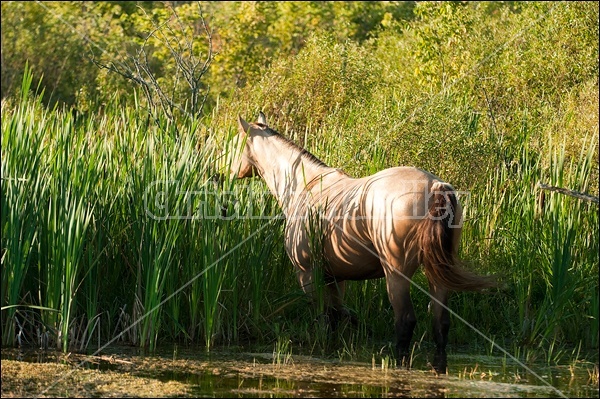 Rocky Mountain Horse