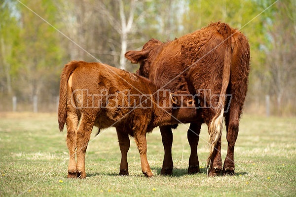 Beef Cow and Calf