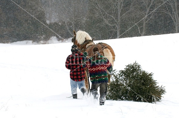 Husband and wife pulling a Christmas tree home with their Belgian horse 