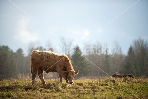 Beef Steers