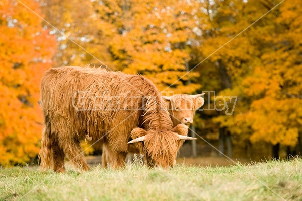 Yearling Highland Cattle on autumn pasture