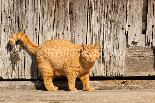 Orange barn cat