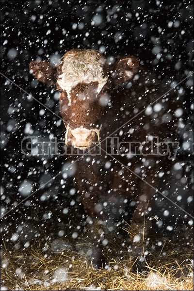 Beef cow standing in barn doorway