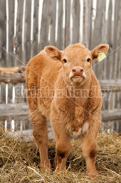 Young Beef Calf