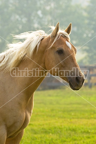 Palomino Quarter horse gelding