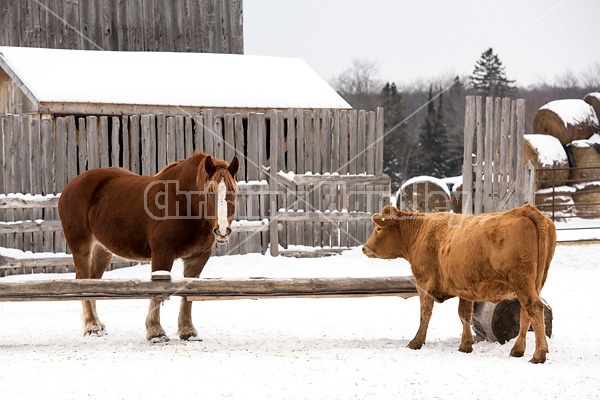 Belgian draft horse and Charolias cross cow in barnyard