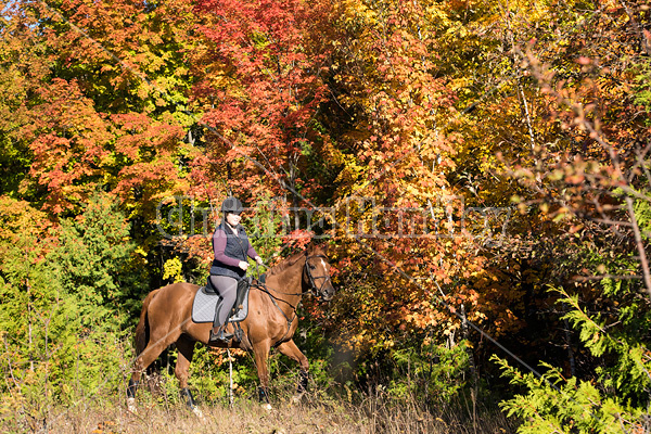 Woman riding a Chestnut Thoroughbred horse