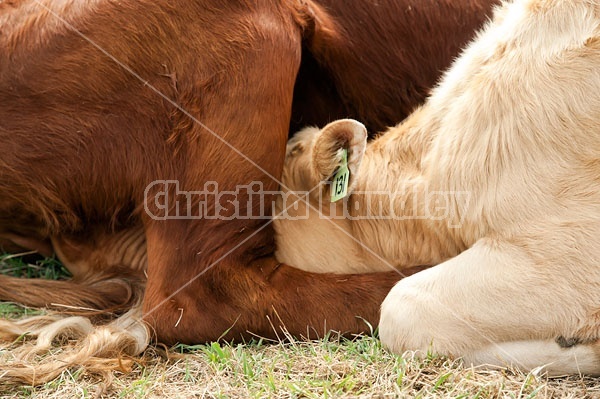 Beef Calf Trying to Suckle