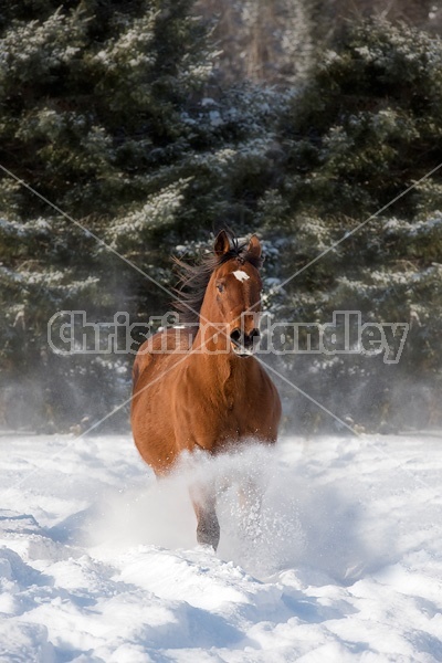 American Quarter Horse running in deep snow