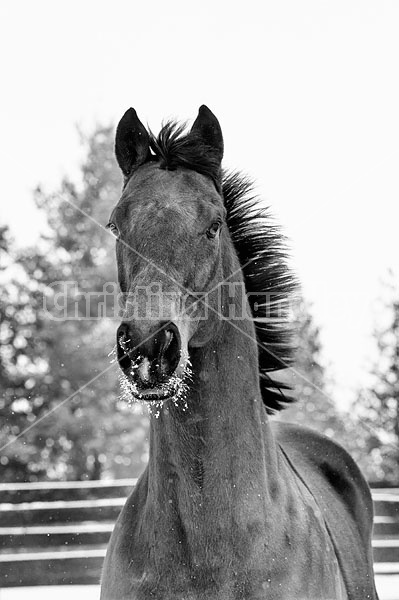 Portrait of a bay horse outside in the snow