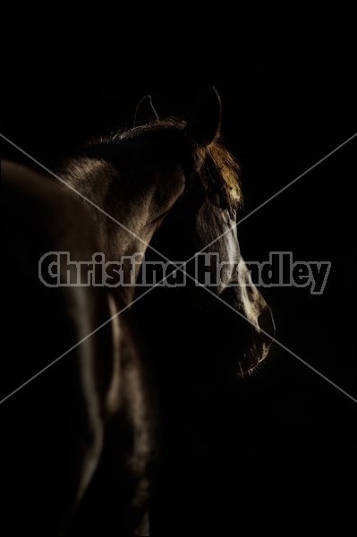 Black Horse in Silhouette