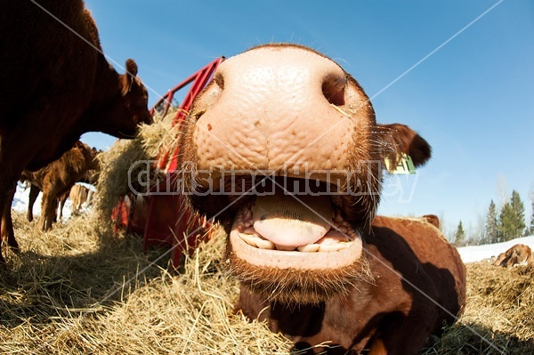 Closeup photo of cows nose
