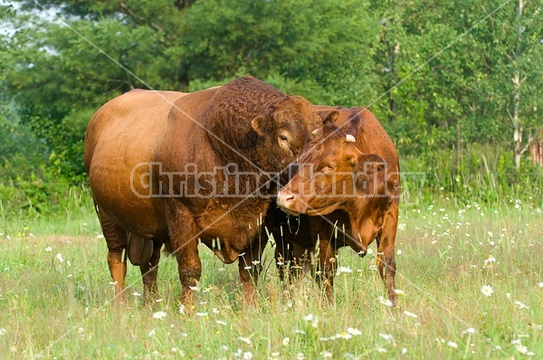 Red Angus bull standing with cow in field. 