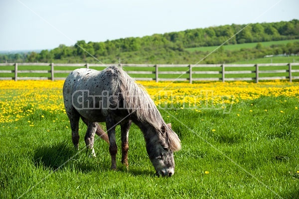 spotted pony